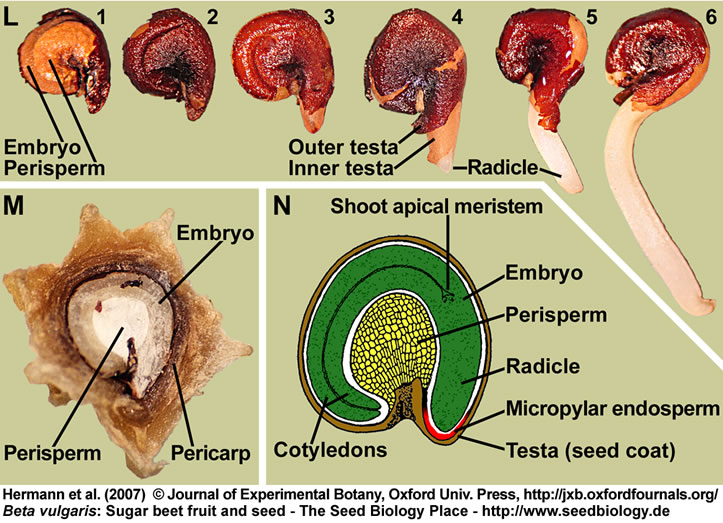 Beta vulgaris germination sugar beet