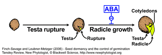 Brassica seed germination