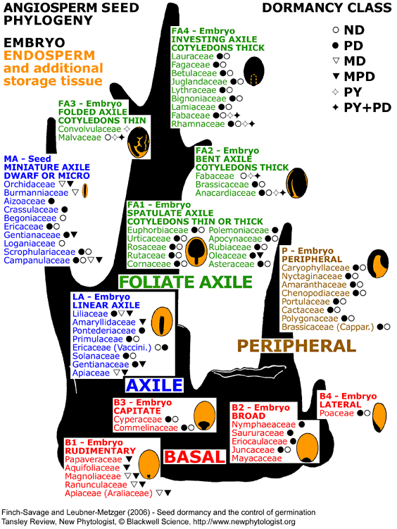 Seed phylogenetic tree Martin (1946)