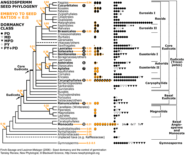 Angiosperm seed evolution