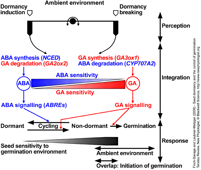 Model for seed dormancy and germination