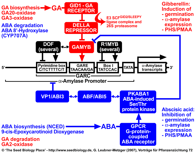 alpha-Amylase Genexpression Getreide