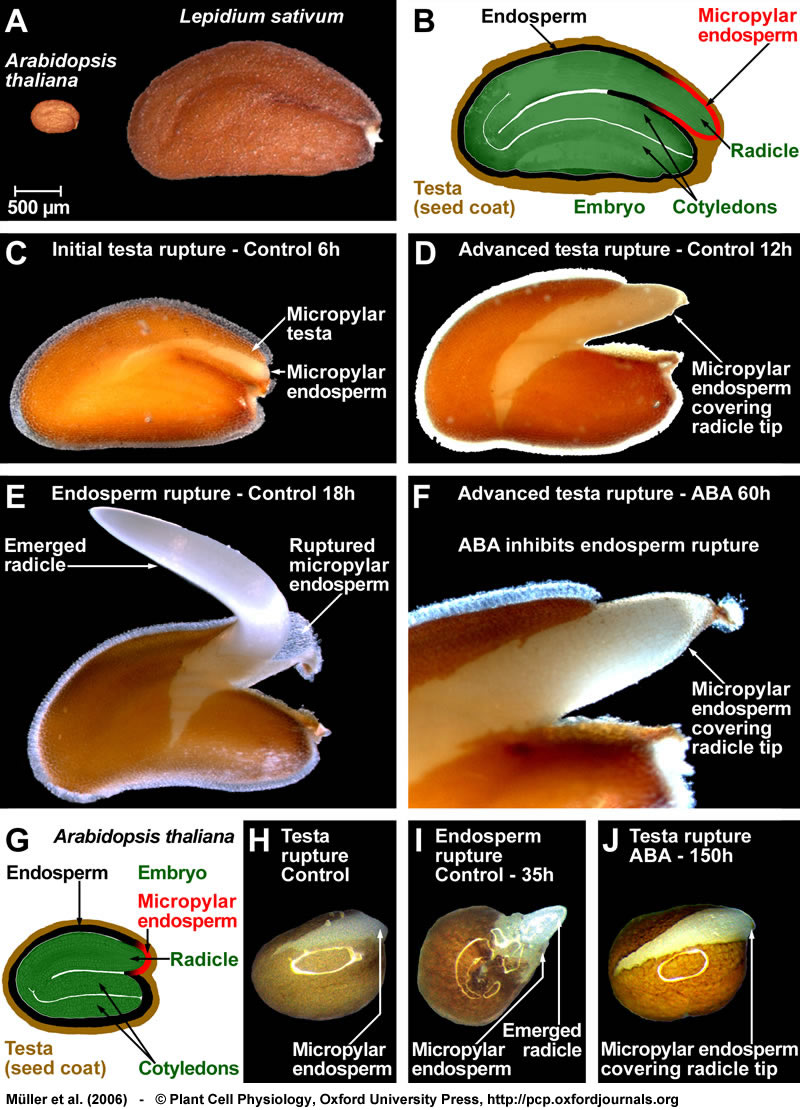 Lepidium sativum and Arabidopsis thaliana seed germination