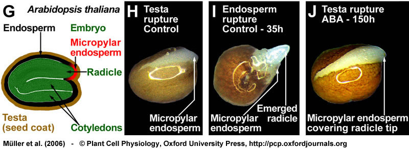 Arabidopsis seed germination