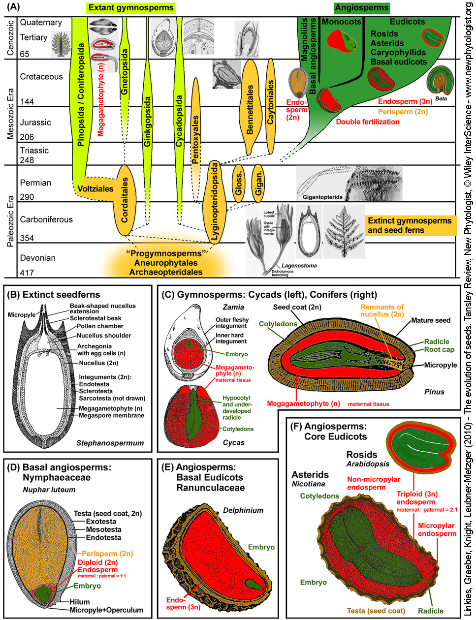 Fig. 1 Linkies Tansley Review 2010