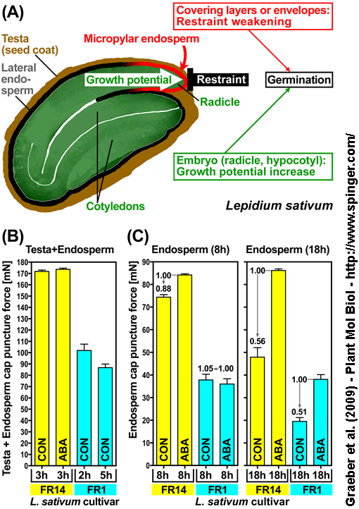 Lepidium sativum biomechanics FR1 FR14