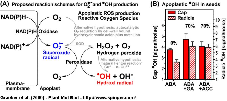 Reactive Oxygen Species Seed Ethylene Lepidium