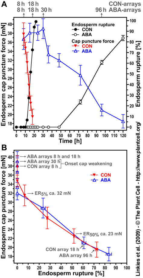 Endosperm weakening Lepidium sativum