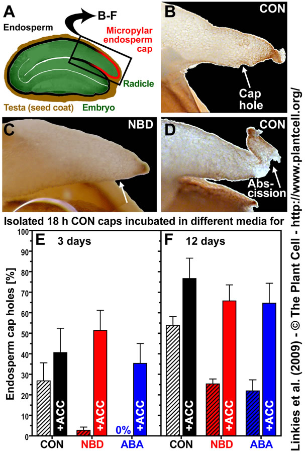 Fig. 2 Linkies et al. (2009)