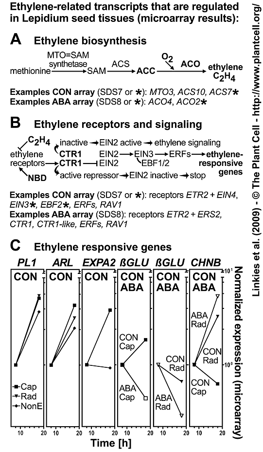 Fig. 4 Linkies 2009