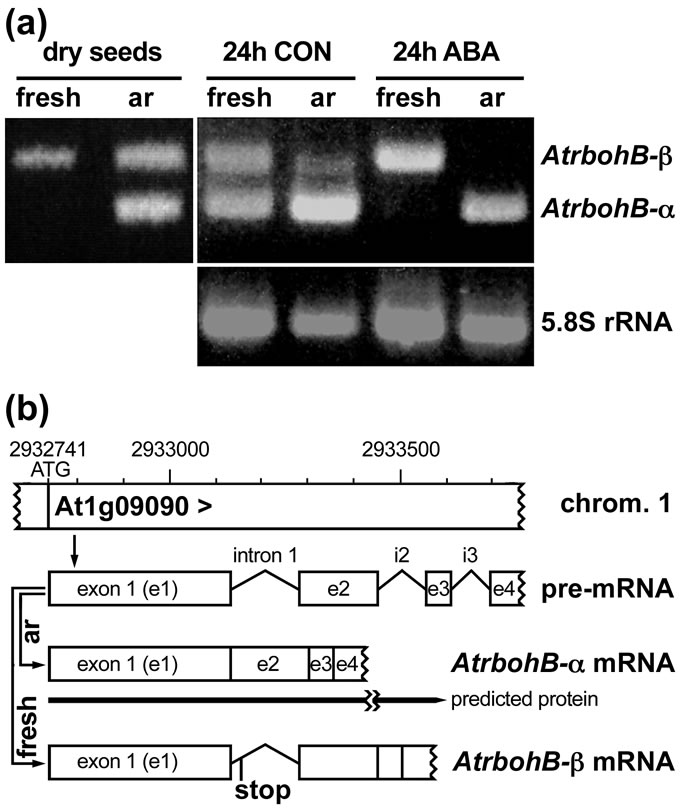 Fig. 4 alternative splicing