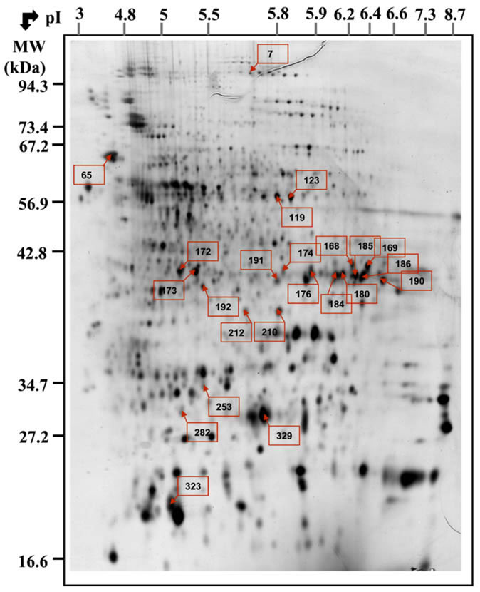 Fig. S1 Mueller Proteomics