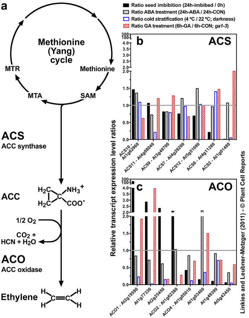 Ethylene biosynthesis