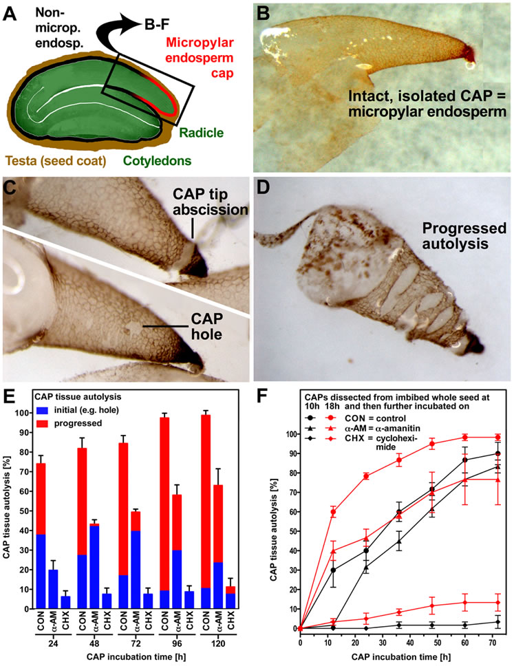 cap autolysis