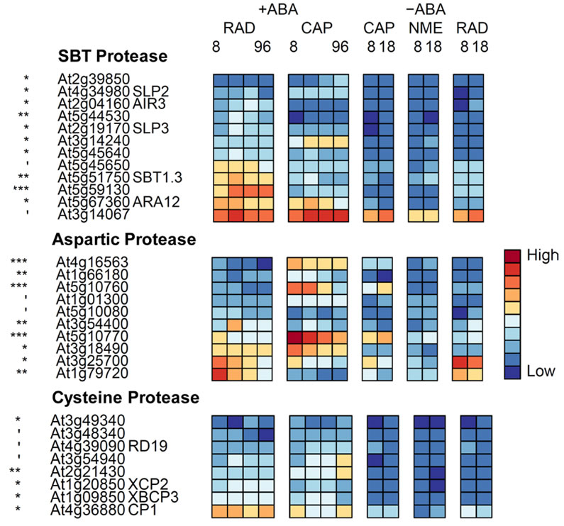 Proteases Heatmap