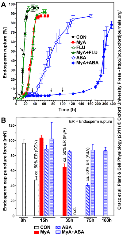 MyA inhibits endosperm weakening