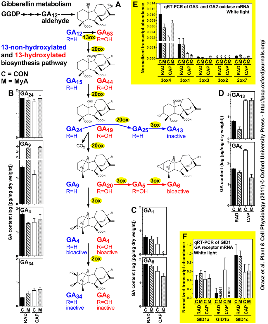 GA metabolism cress seed