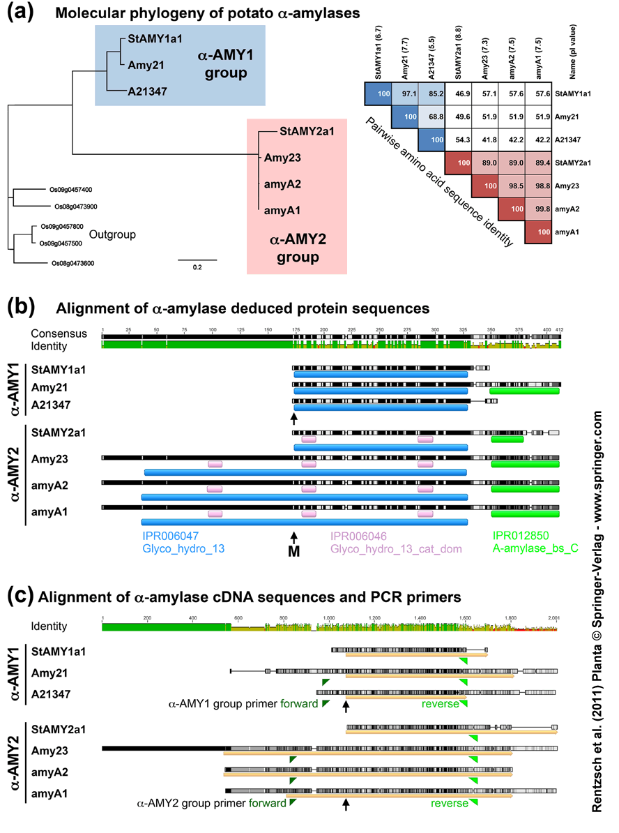 amylase structure