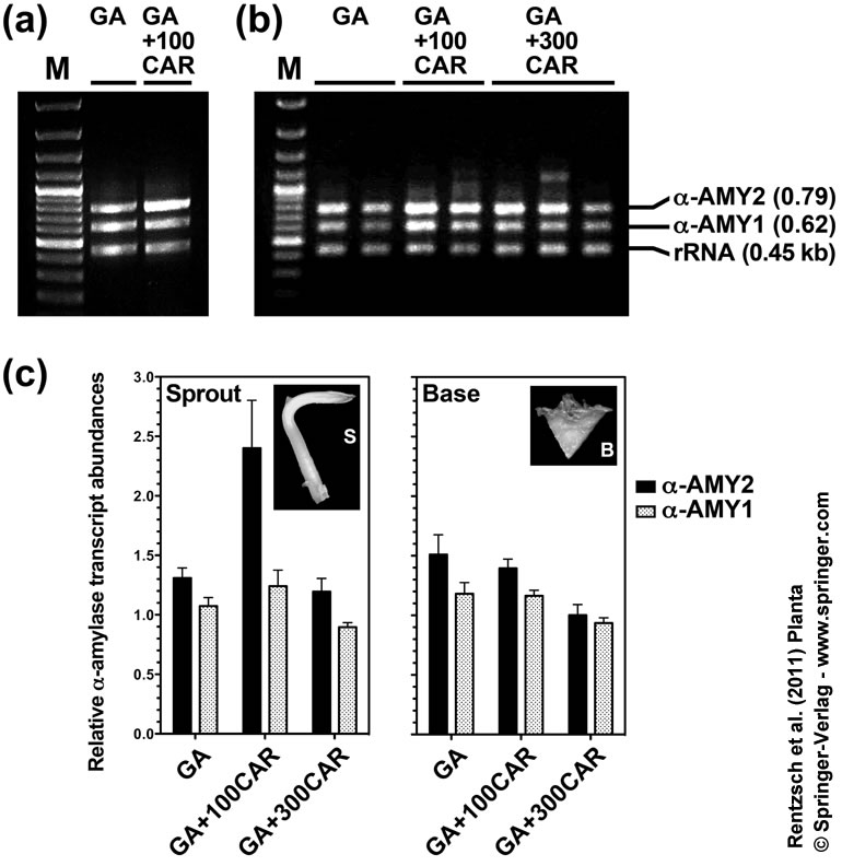 amylase transcripts