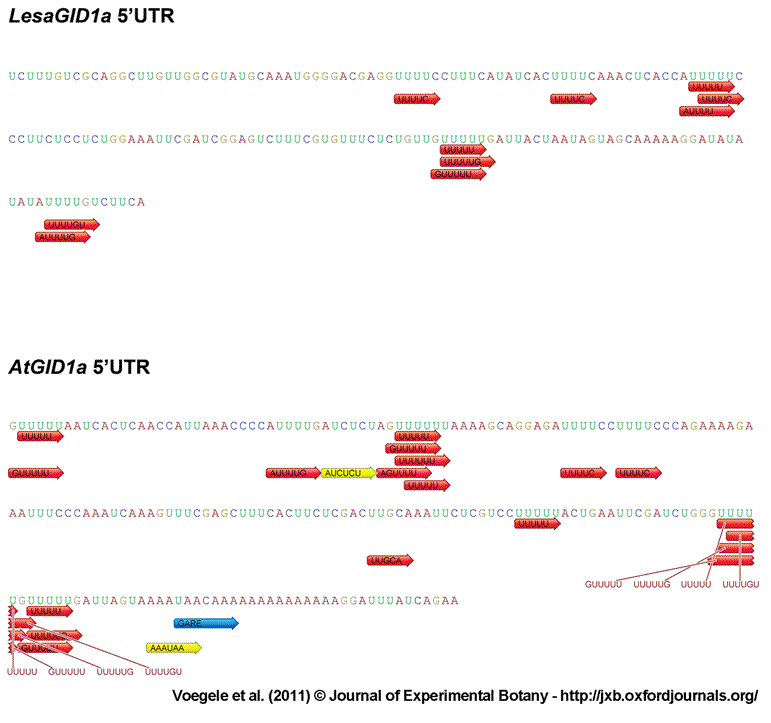 GID1a 5'UTR