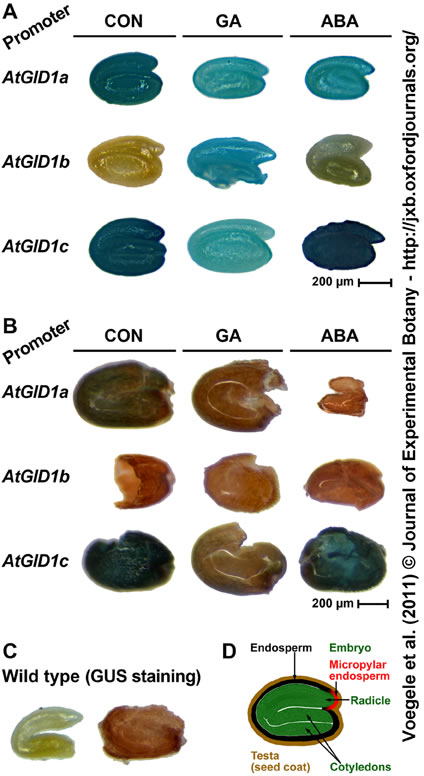 GID1-GUS Arabidopsis seeds