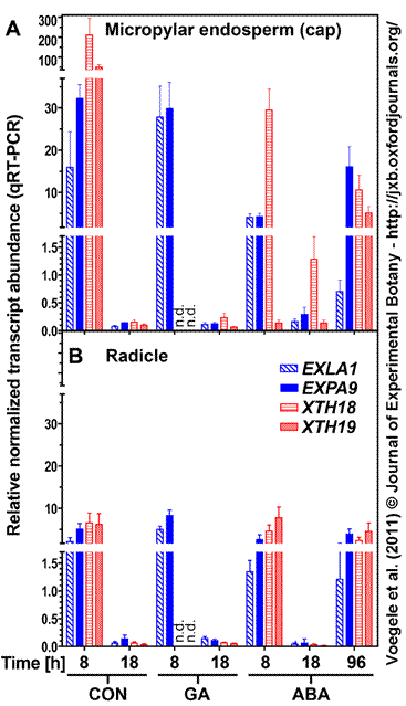 XTH and expansin expression Lepidium