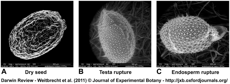 eSEM Arabidopsis seeds