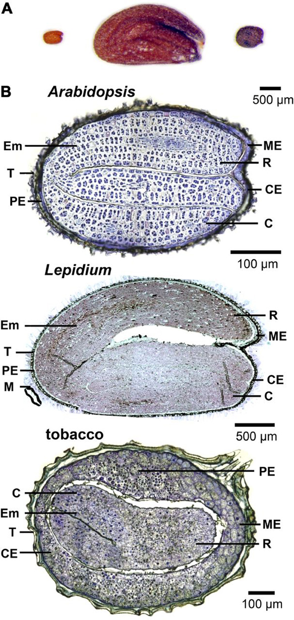 Seed Structure