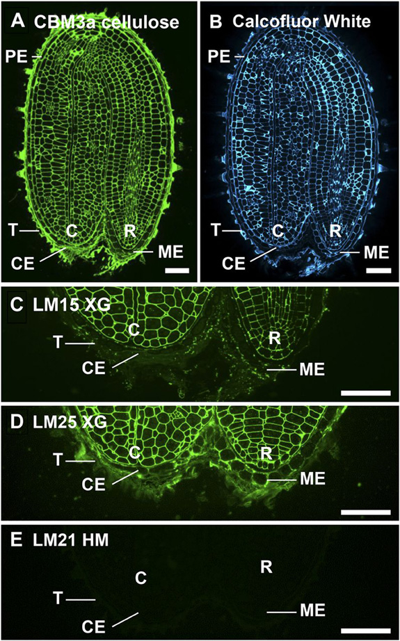 seed cellulose