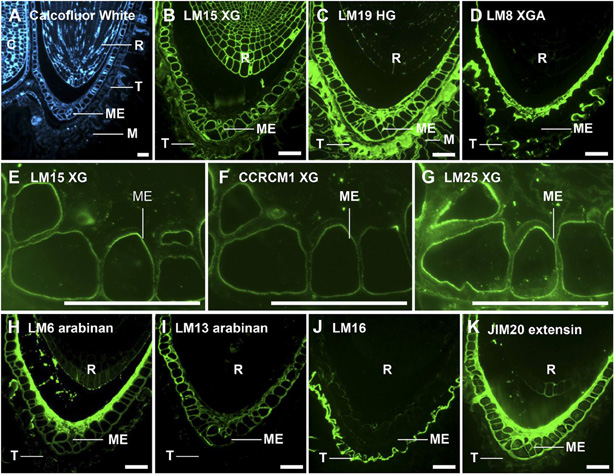 Seed Cell Wall Epitopes