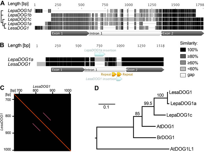 Lepidium papillosum DOG1 genes