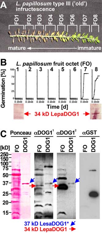 Lepidium DOG1 protein expression