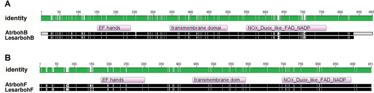 Figure 1 rboh