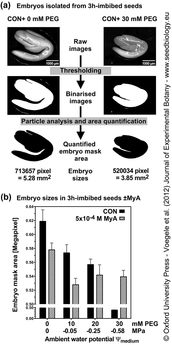 Embryo size imaging