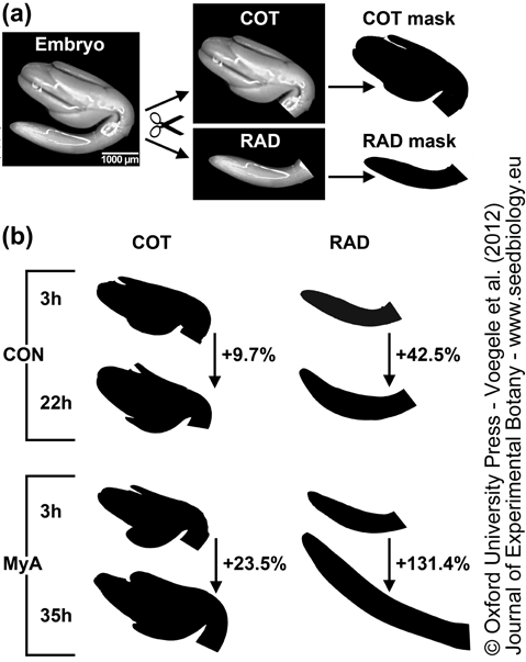 MyA effects on embryo parts