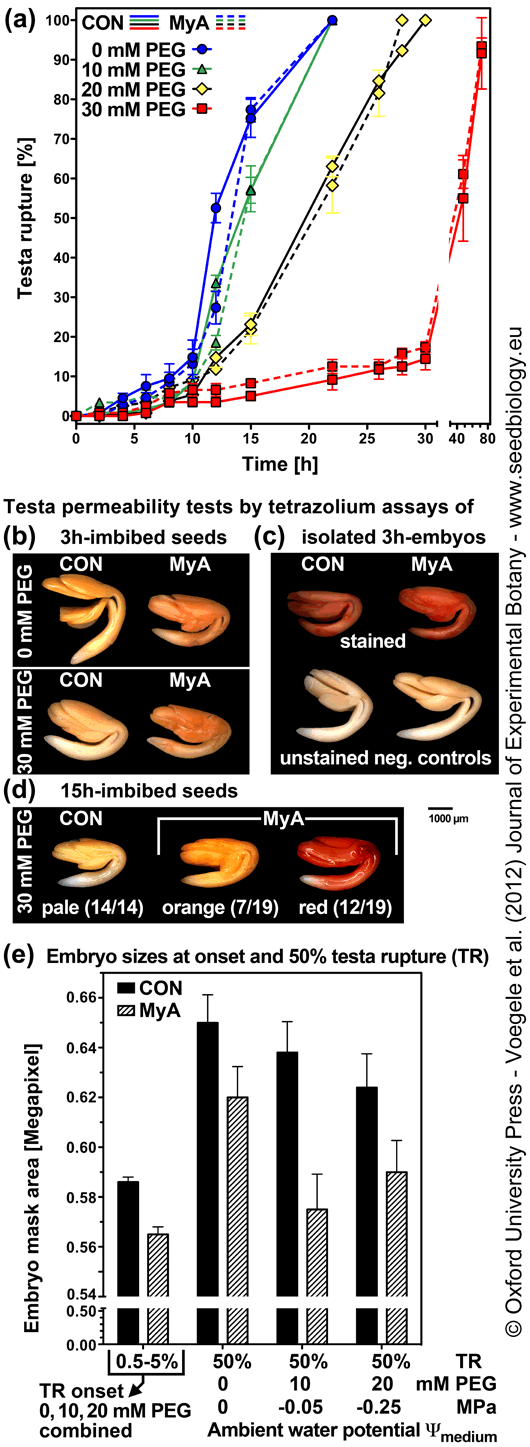 testa permeability and MyA