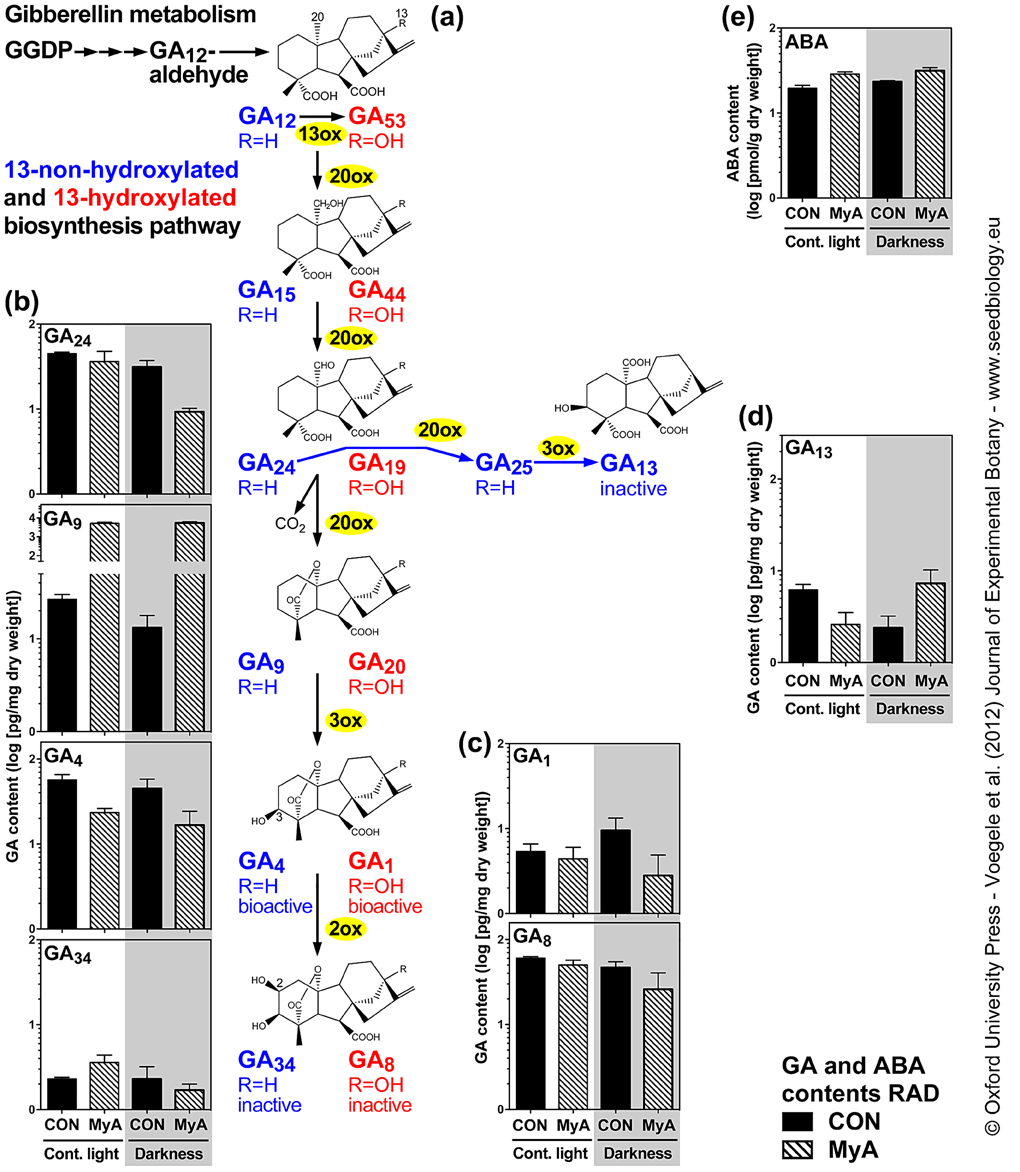 GA metabolism