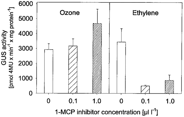 stilbene synthase promoter