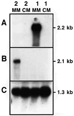 Figure 3 mating type