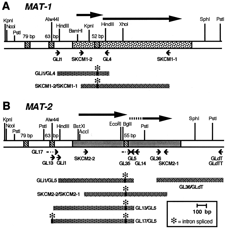 Fig.5 mating type