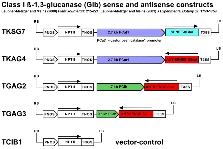 glucanase transformation constructs