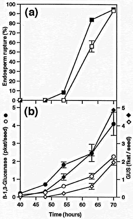 Ethylene promotes endosperm rupture