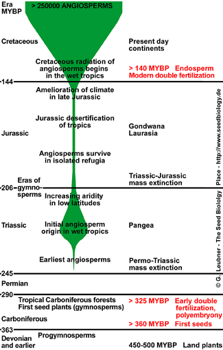 Angissperm evolution