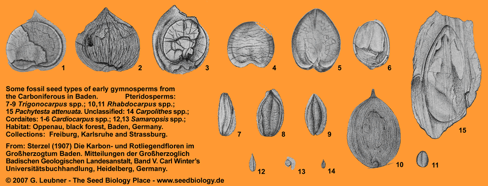 Fossil seeds Baden