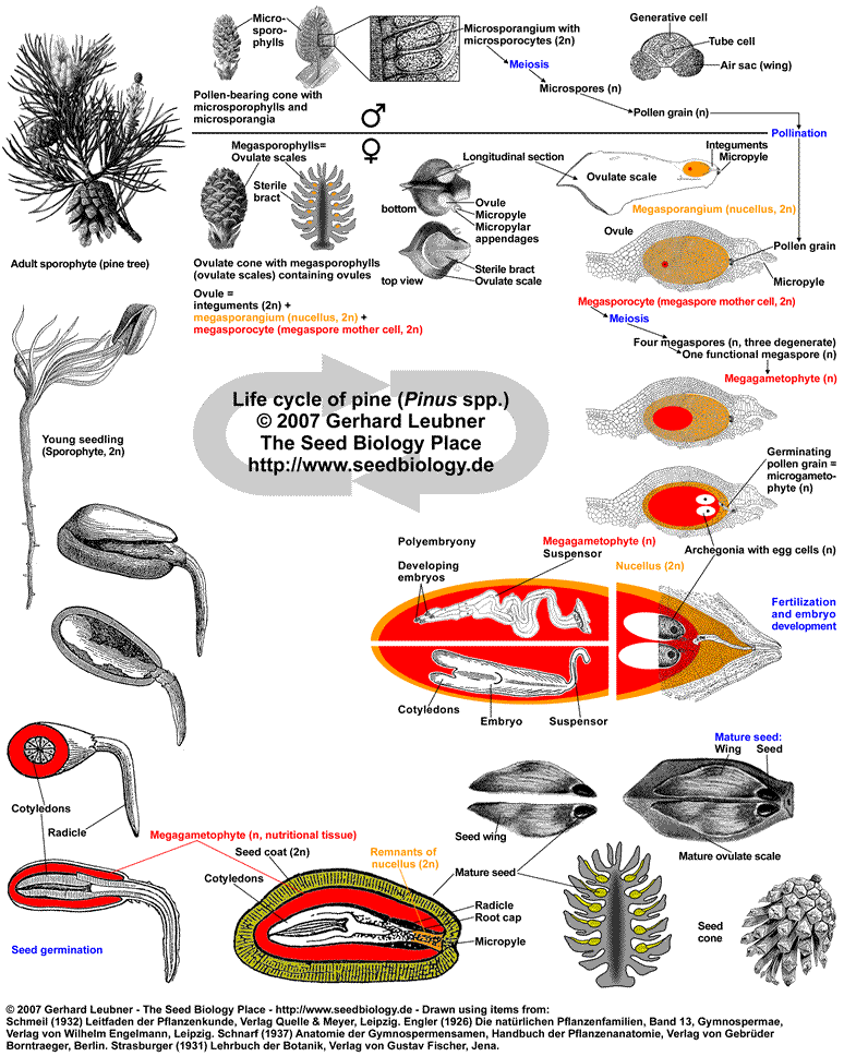 Life cycle pine - Pinus