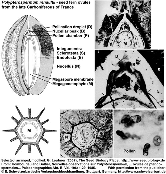 Polypterospermum ovule seed